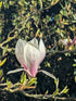 Magnolia &