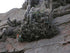 5g Cactus Silver Torch product photo