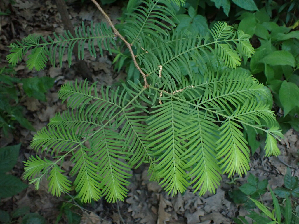 Redwood &