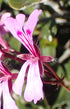 Geranium Ivy 4" plant photo