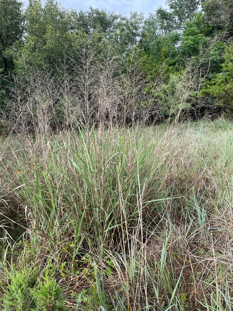 Grass Shenandoah 2 gal plant photo