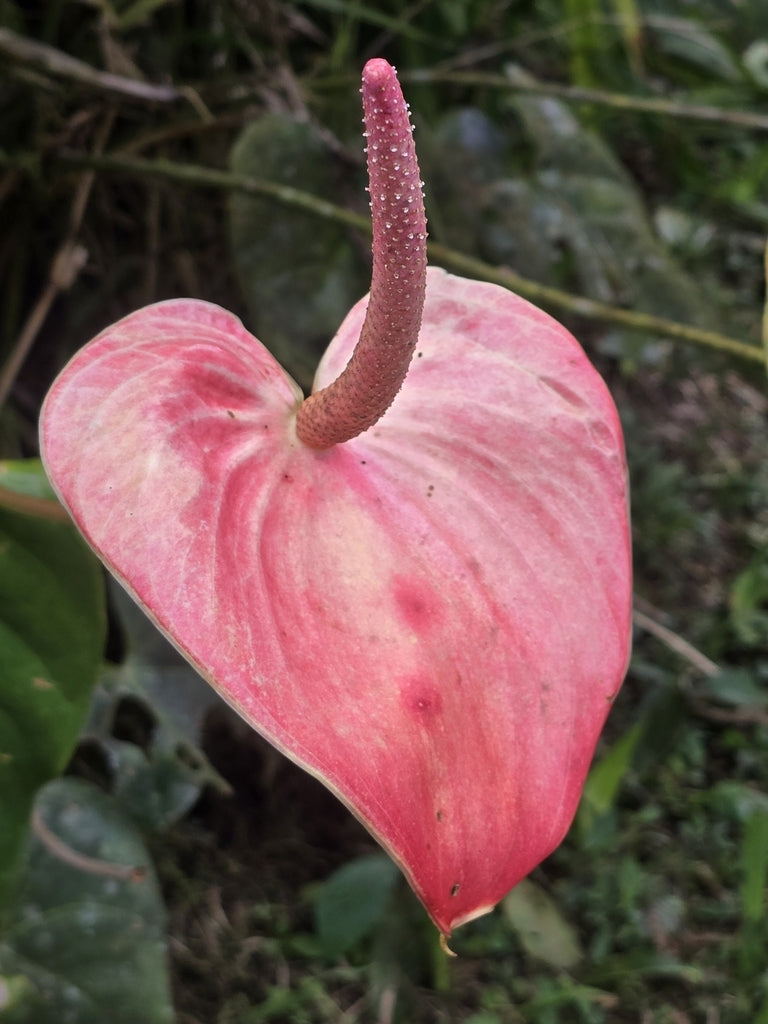 6" Anthurium plant photo