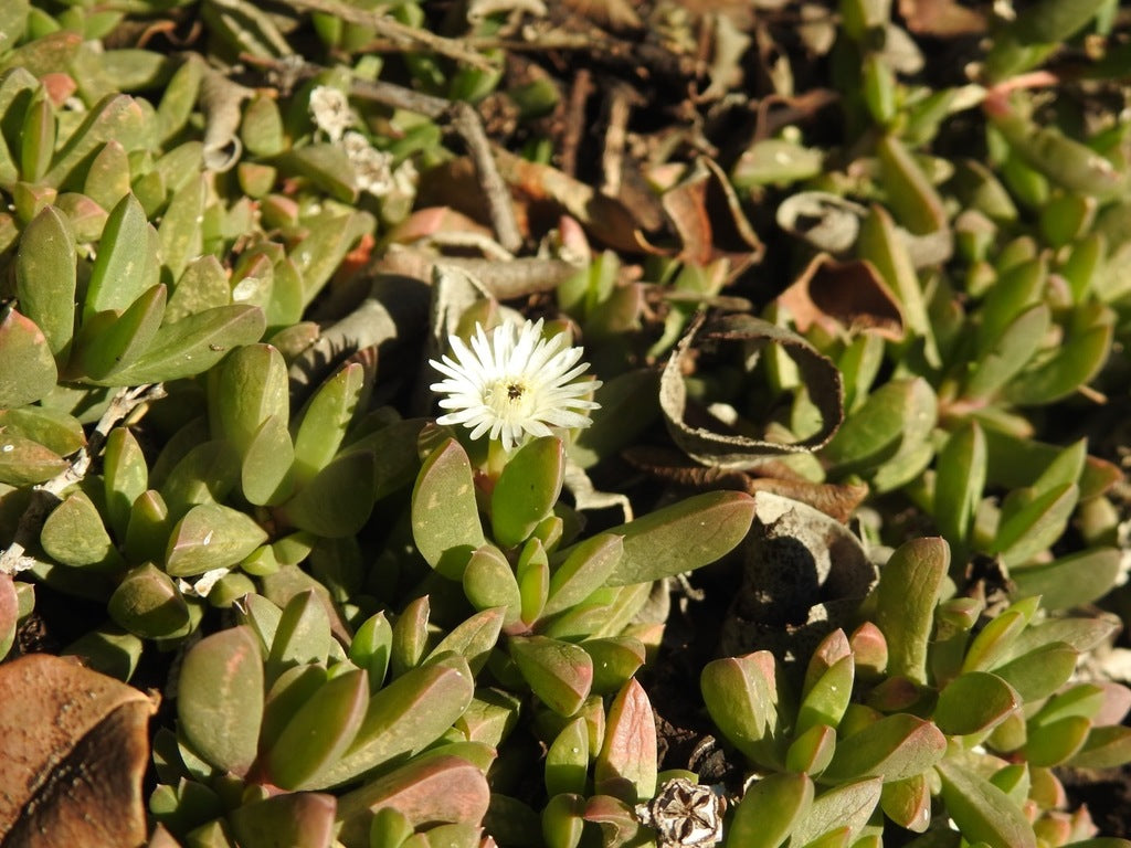 Ice Plant 1qt plant photo