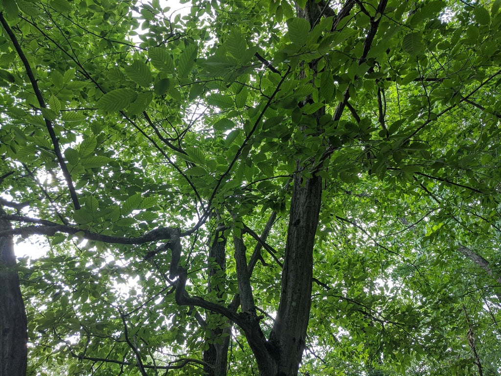 Hornbeam &