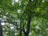 Hornbeam &