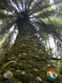 4" Cycad Dioon Edule plant photo