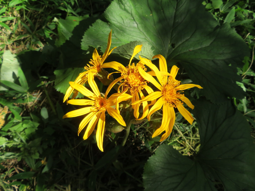 1 GAL Ligularia plant photo