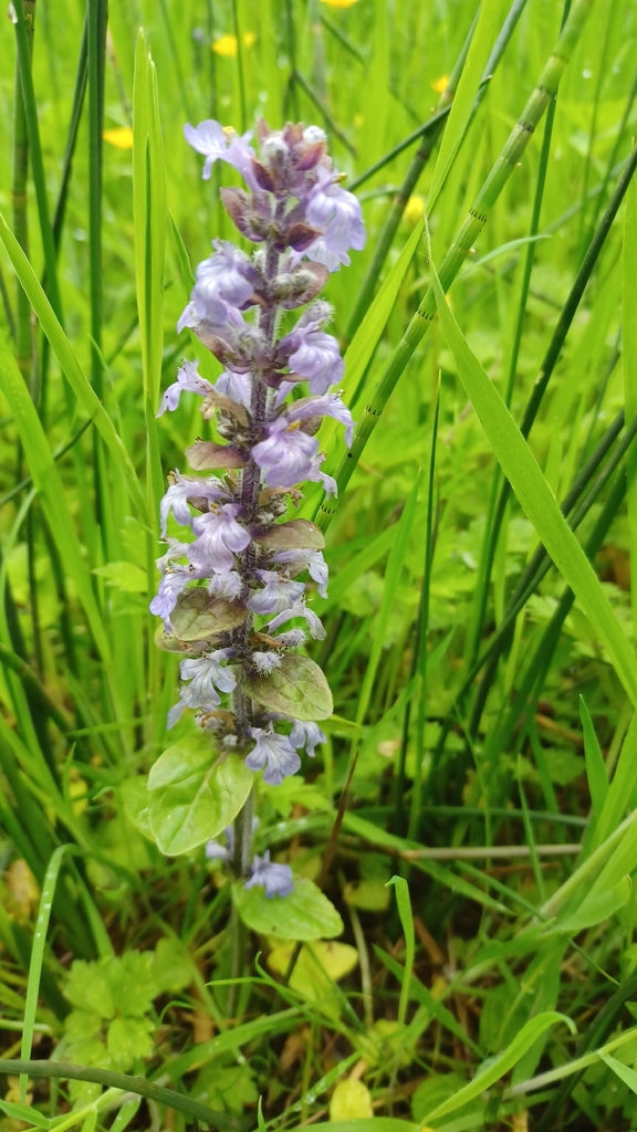 Feather Friends Ajuga 1qt plant photo