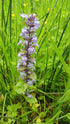 Feather Friends Ajuga 1qt plant photo