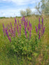 Salvia Marcus 1 gal plant photo