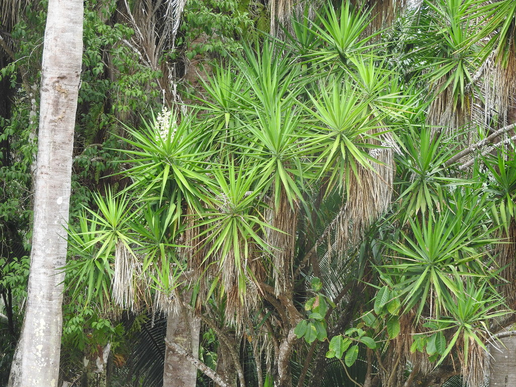 10" Yucca Cane plant photo