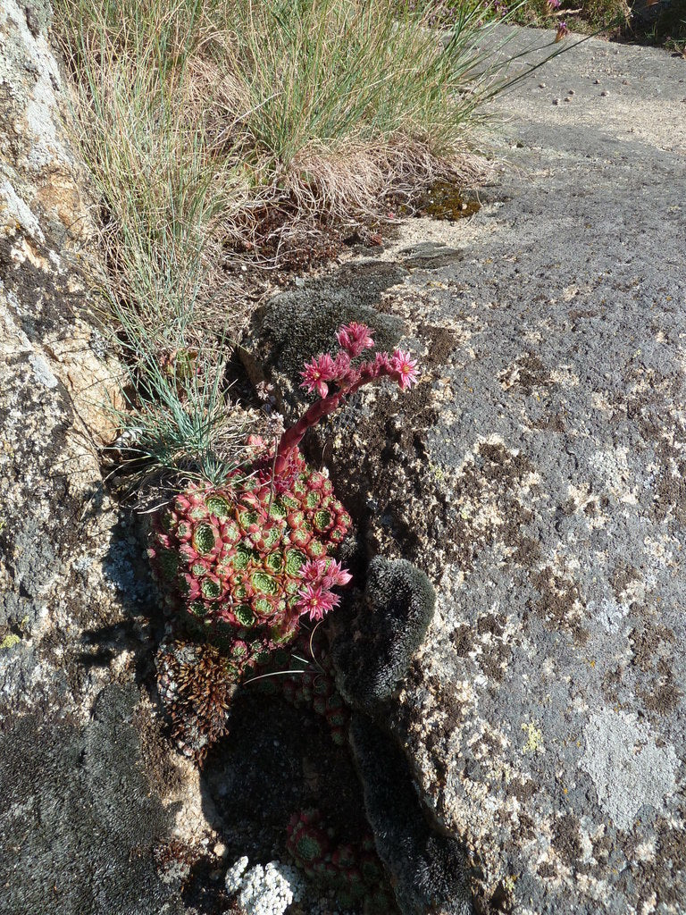 Red Heart Sempervivum 1qt plant photo