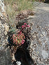 Red Heart Sempervivum 1qt plant photo
