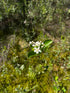 Aronia &