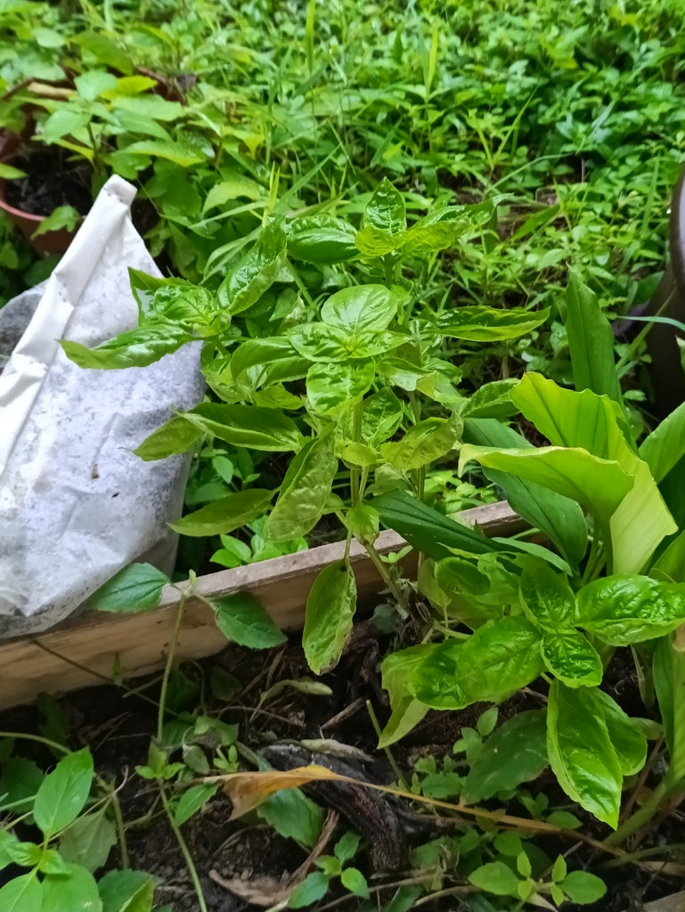Conventional Individual Herbs (A) plant photo