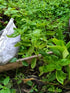 Conventional Individual Herbs (A) plant photo