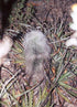4" Cactus Old Man product photo