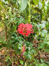 10" Hibiscus Braid plant photo
