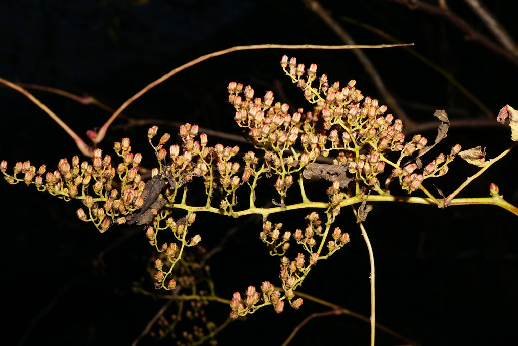 Sorbaria &