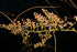 Sorbaria &