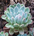 2in Succulent plant photo