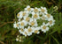 Achillea Oertel&