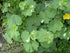Alchemilla Thriller Lady&