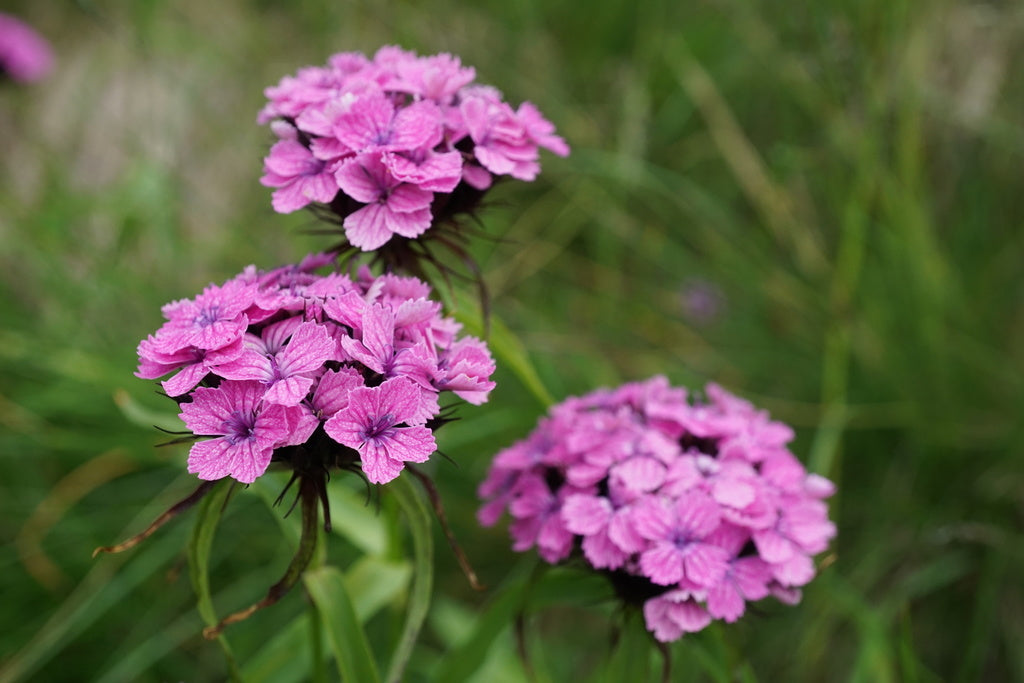 1 GAL Dianthus plant photo