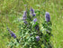 Vitex Angus-Castus 