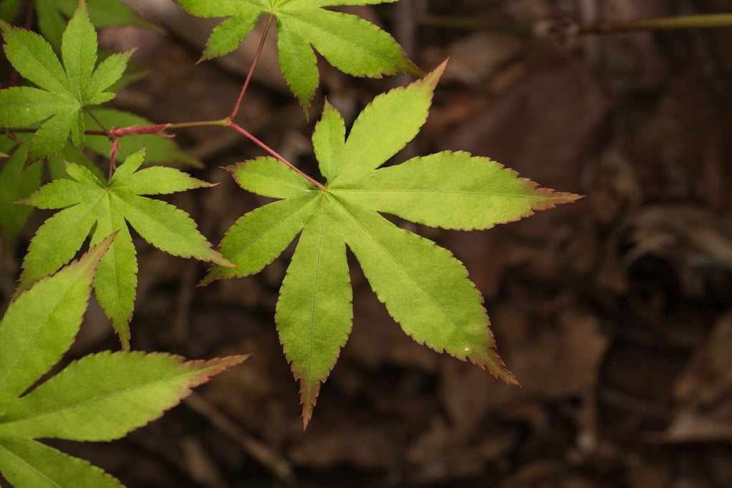 Japanese Maple &