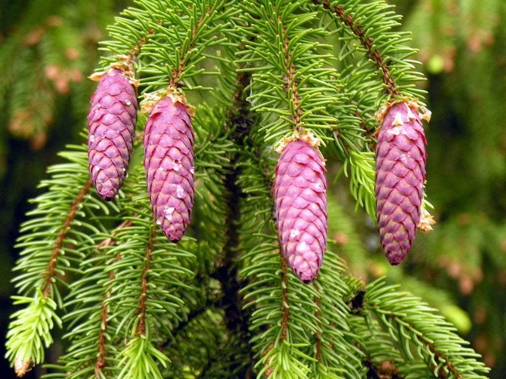 Spruce &