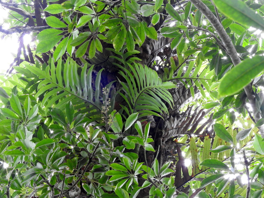 14" Schefflera Gold Capella Std plant photo