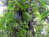 14" Schefflera Gold Capella Std plant photo