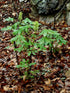 Aesculus &