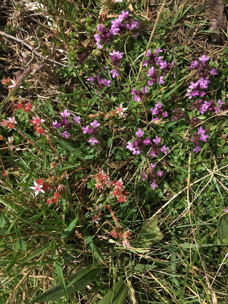 4in Creeping Thyme plant photo