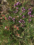 4in Creeping Thyme plant photo