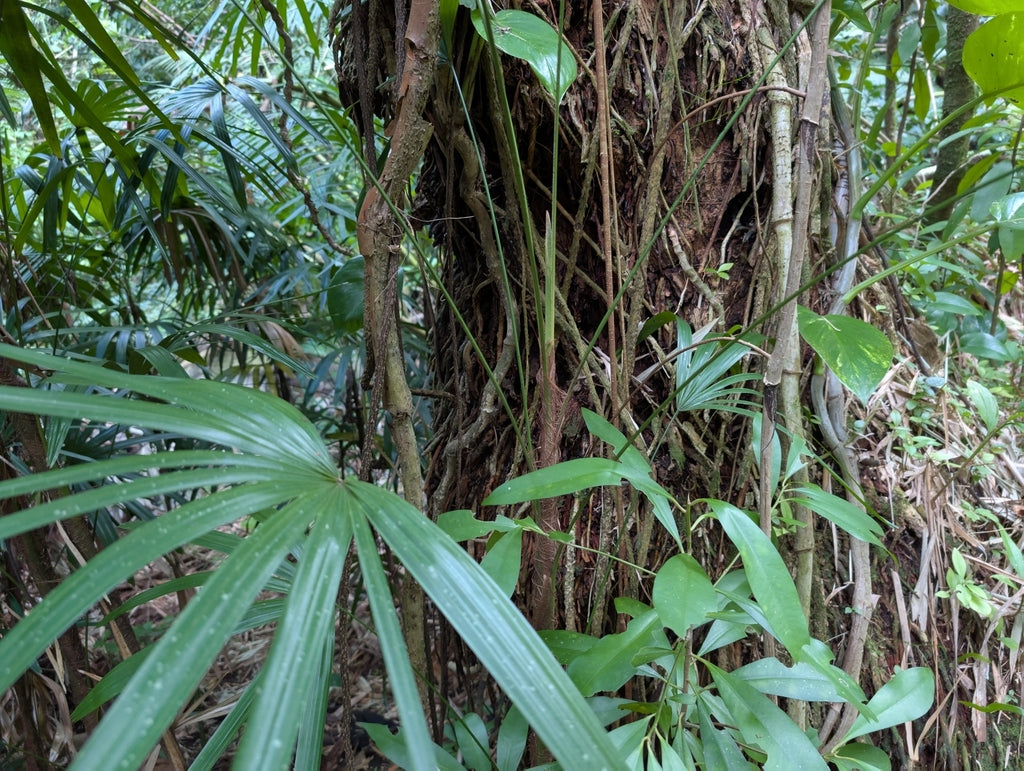 6" Palm Rhapis Excelsa plant photo