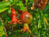 Wonderful Pomegranite 3 Gal plant photo