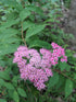 Spirea &