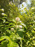 Native Buttonbush 