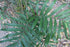 14" Palm Bamboo plant photo
