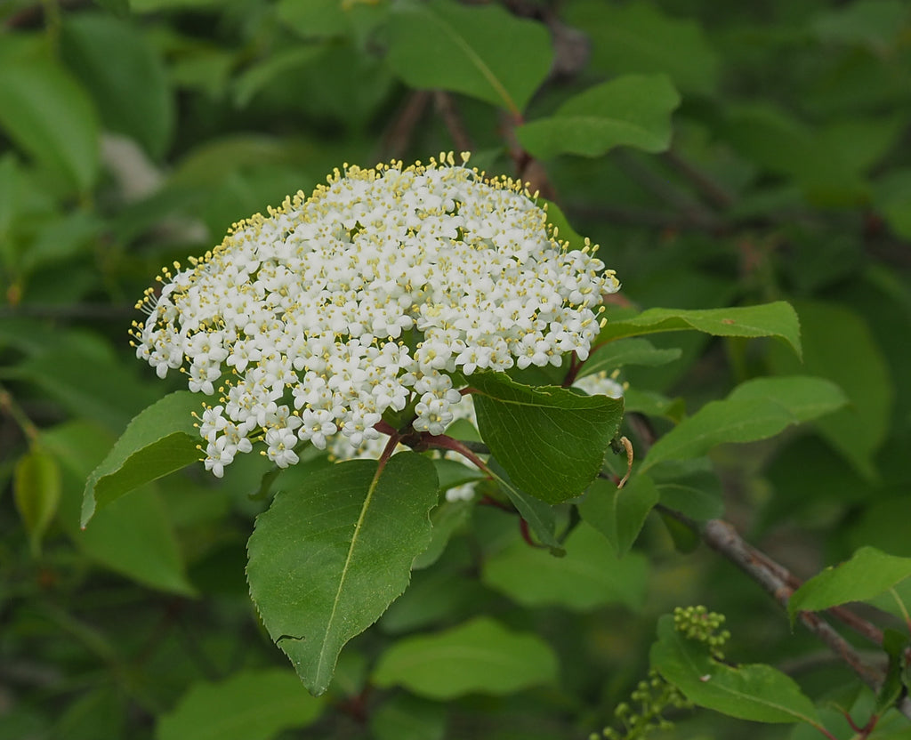 Native Blackhaw Viburnum 