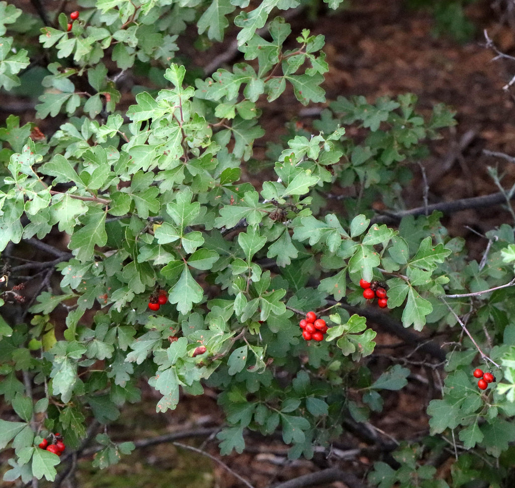 Sumac &