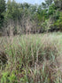 Grass Panicum &