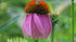 1 GAL Perennials $23.99 plant photo