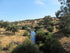 10" Oleander Calypso Pink Bush plant photo