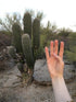 8in Saguaro cactus product photo