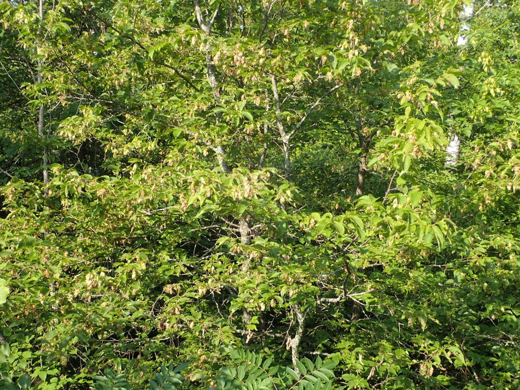 Ostrya virginiana American Hop Hornbeam plant photo