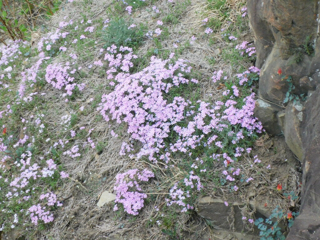 Creeping Phlox Drummons Pink 1qt plant photo