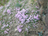 Creeping Phlox Drummons Pink 1qt plant photo